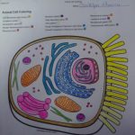 Animal cell coloring pdf answer key