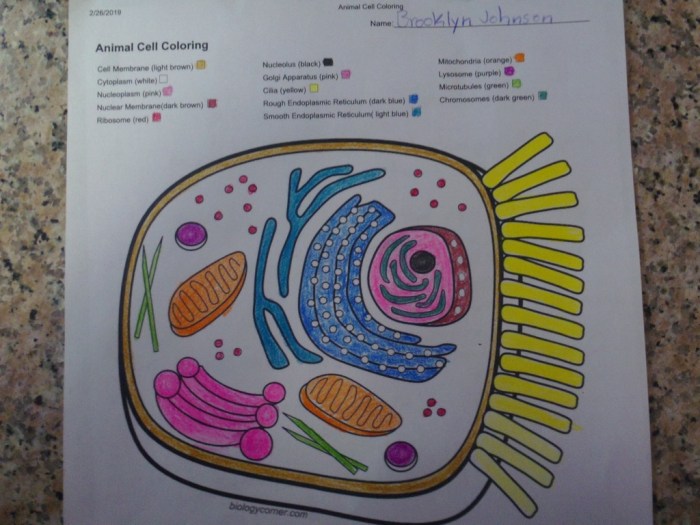 Animal cell coloring pdf answer key