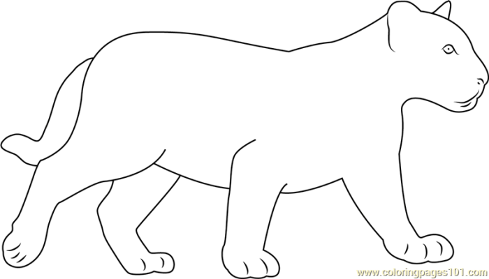 Baby black panther animal coloring pages