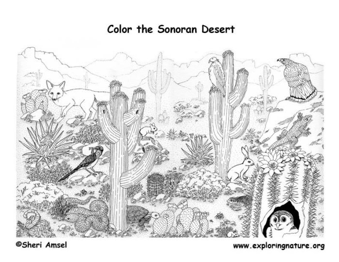 Desert animal coloring pictures