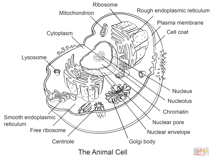 Animal cell coloring colored