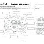 Animal cell coloring answers