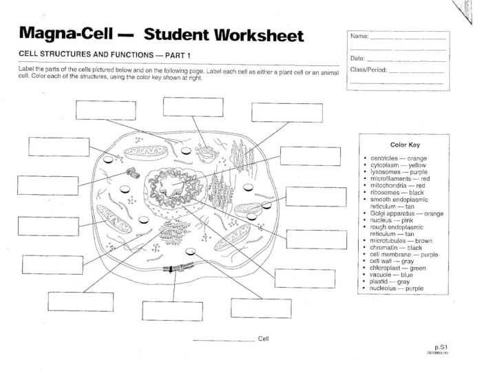 Animal cell coloring answers