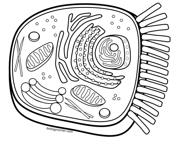 Biology corner animal cell coloring