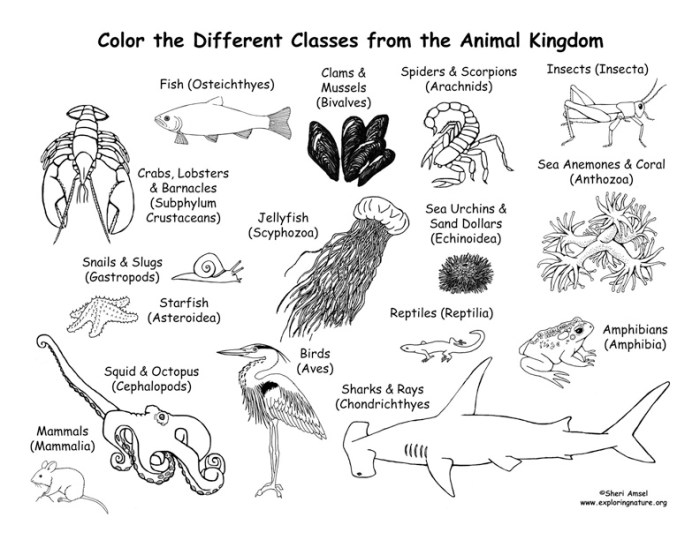 Animal kingdom coloring pages