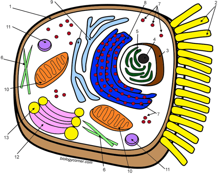 Animal cell coloring sheet