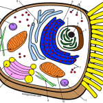 Animal cell coloring colored