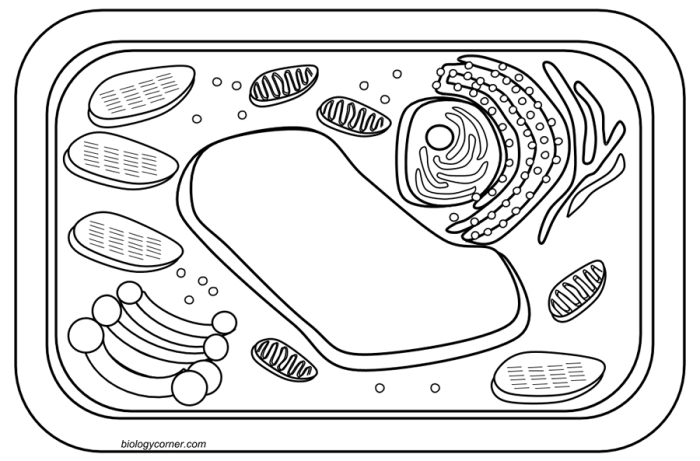 Plant and animal cell coloring worksheet