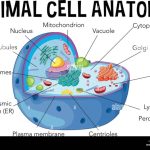 Animal cell coloring and labeling