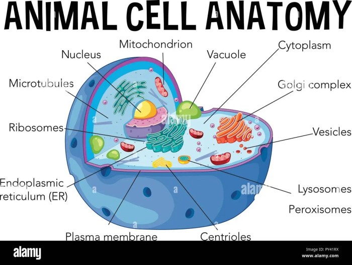 Animal cell coloring and labeling