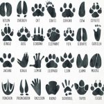 Animal tracks coloring page