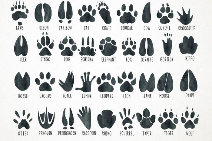 Animal tracks coloring page