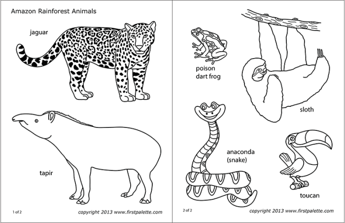 Coloring pictures of rainforest animals