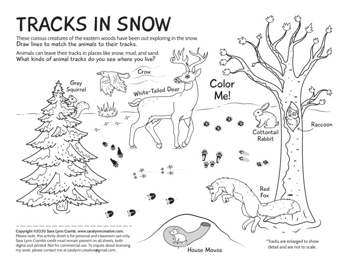 Animal tracks coloring page