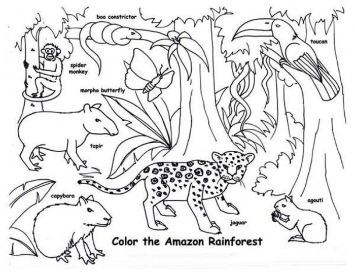 Coloring pictures of rainforest animals